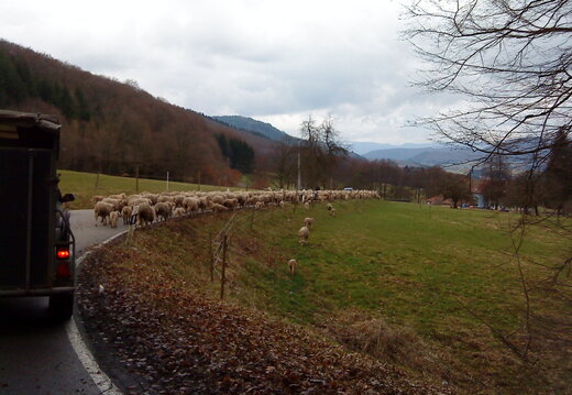 Schafe auf der Straße 2