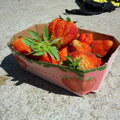 Frische Erdbeeren am Abreisetag