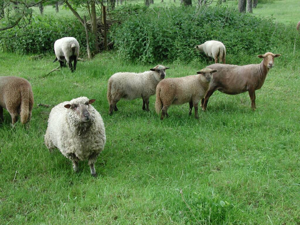 Die Schafe hätten gerne mitgefeiert