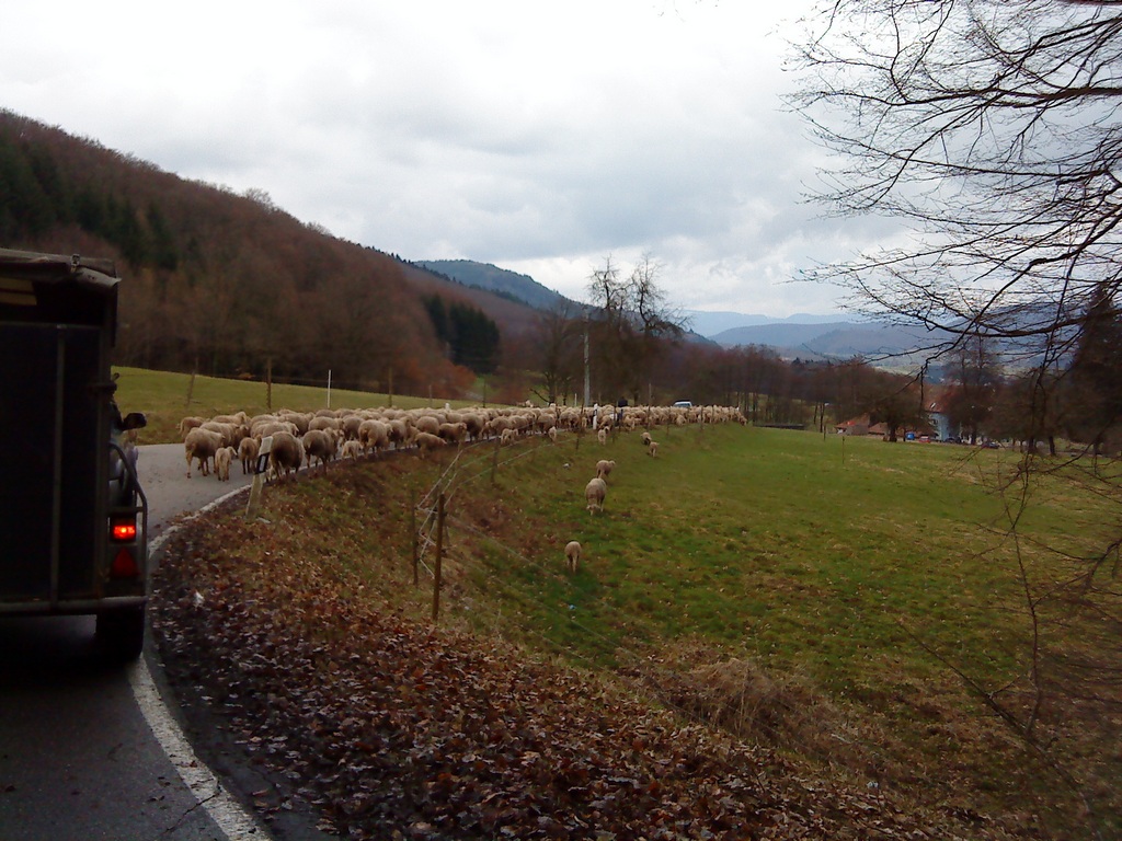 Schafe auf der Straße 2